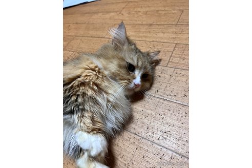販売中の大阪府のミヌエット-119482の3枚目