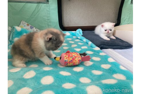 販売中の愛知県のエキゾチックショートヘア-119486の8枚目