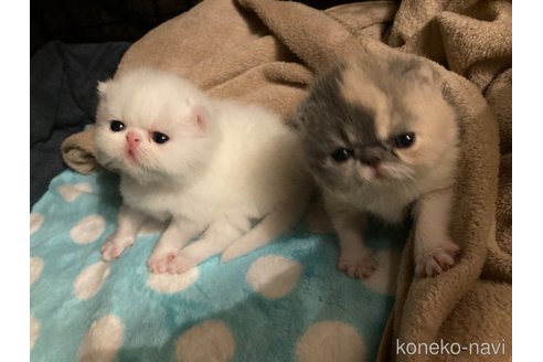 販売中の愛知県のエキゾチックショートヘア-119487の7枚目