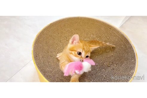 販売中の群馬県のマンチカン(短足)-116179の6枚目