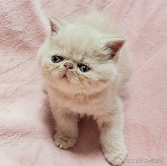販売中の茨城県のエキゾチックショートヘア-119489の3枚目