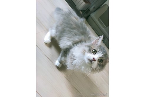 販売中の熊本県のミックス-111243