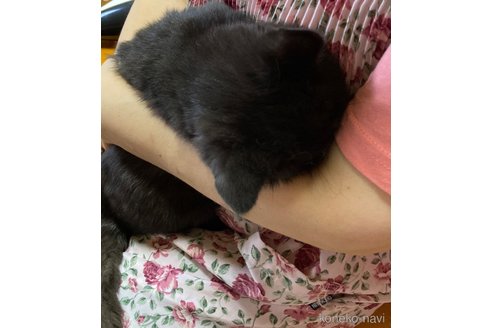 販売中の福岡県のエキゾチックショートヘア-117255の2枚目