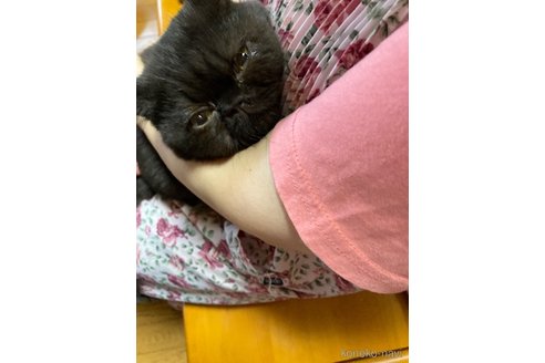 販売中の福岡県のエキゾチックショートヘア-117255の3枚目