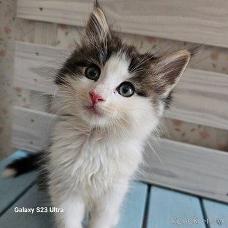 販売中の兵庫県のノルウェージャンフォレストキャット-116572の2枚目