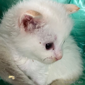 成約済の滋賀県のラグドール-117097の3枚目