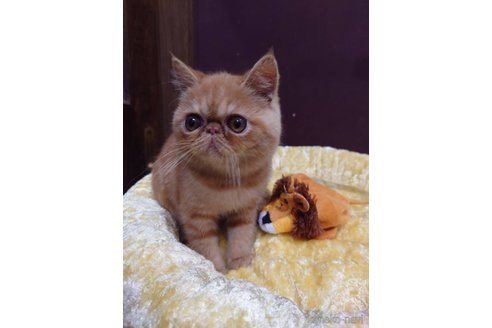 成約済の岡山県のエキゾチックショートヘア-119498の2枚目
