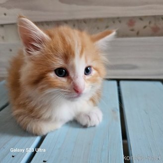 販売中の兵庫県のノルウェージャンフォレストキャット-119153の2枚目