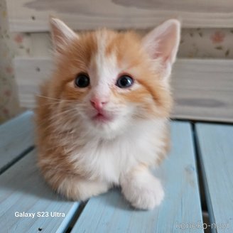 販売中の兵庫県のノルウェージャンフォレストキャット-119153の3枚目