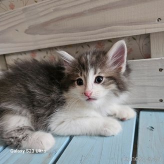 販売中の兵庫県のノルウェージャンフォレストキャット-118034の2枚目