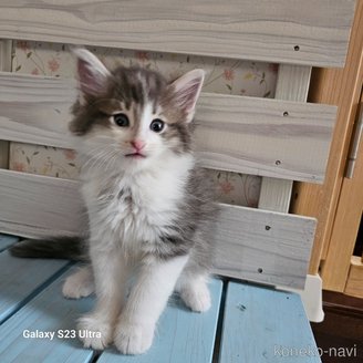 販売中の兵庫県のノルウェージャンフォレストキャット-118034の3枚目