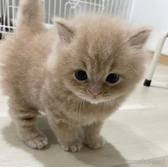 販売中の愛知県のスコティッシュフォールド-119501の12枚目