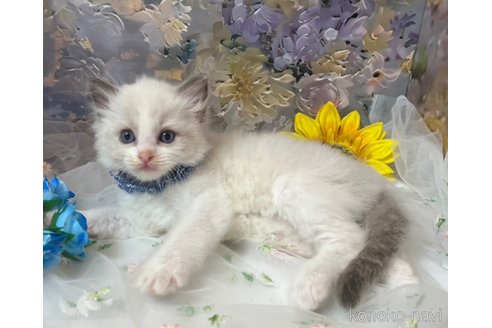 販売中の千葉県のラグドール-119502の4枚目