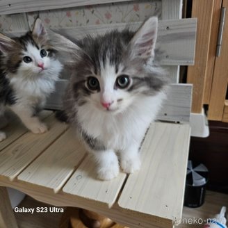 販売中の兵庫県のノルウェージャンフォレストキャット-116573の3枚目