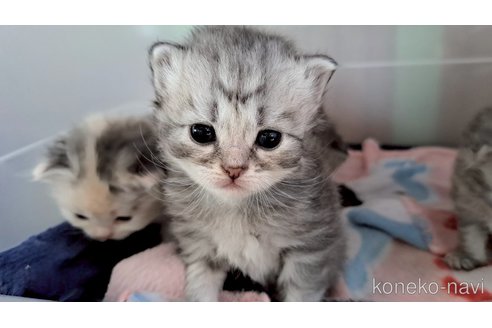 販売中の栃木県のサイベリアン-119139の1枚目