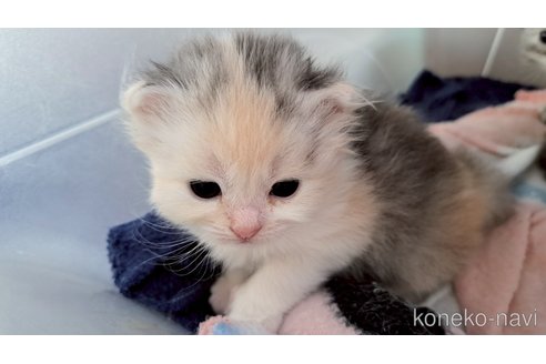 販売中の栃木県のサイベリアン-119145の1枚目