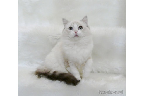 販売中の茨城県のラグドール-112327の4枚目