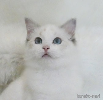 販売中の茨城県のラグドール-112508の1枚目