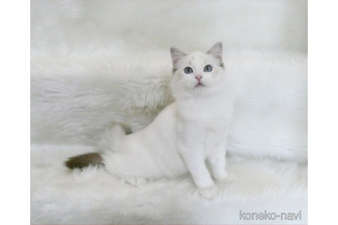 販売中の茨城県のラグドール-112508の5枚目