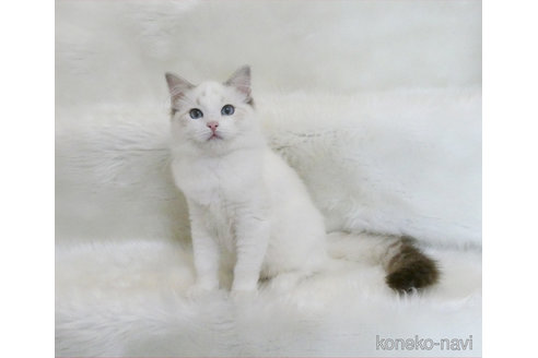 販売中の茨城県のラグドール-112508の4枚目