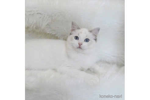 販売中の茨城県のラグドール-112508の2枚目