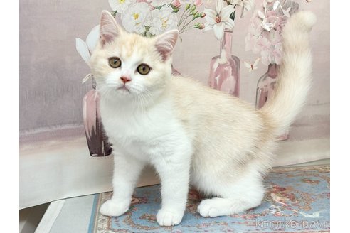 販売中の埼玉県のマンチカン-115156の4枚目