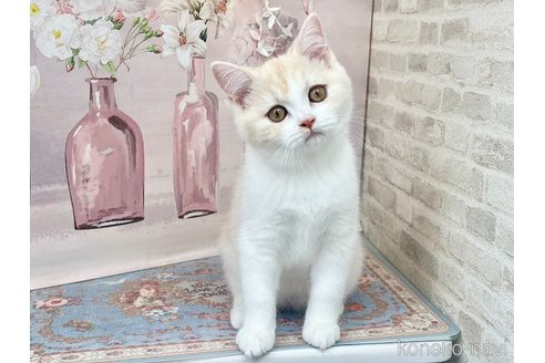 販売中の埼玉県のマンチカン-115156の5枚目