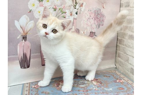 販売中の埼玉県のマンチカン-115156の1枚目