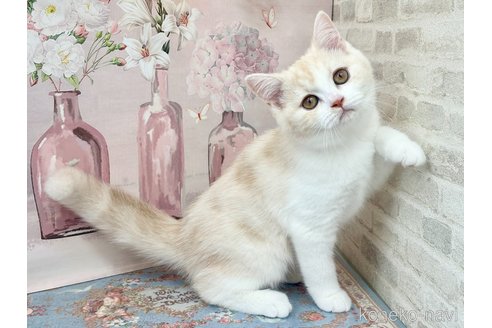 販売中の埼玉県のマンチカン-115156の3枚目