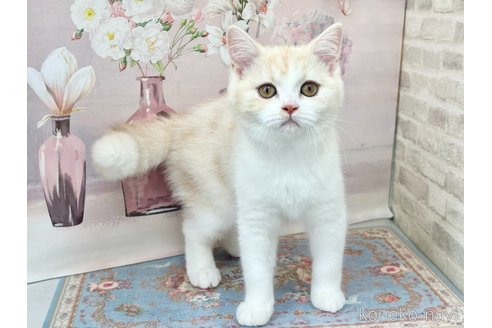 販売中の埼玉県のマンチカン-115156の2枚目