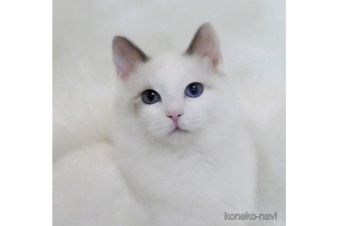 販売中の茨城県のラグドール-112329の1枚目