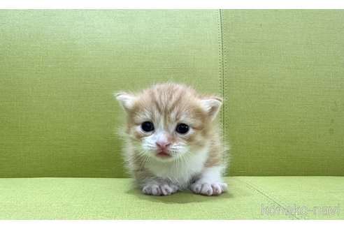 販売中の岐阜県のマンチカン(短足)-119517の3枚目