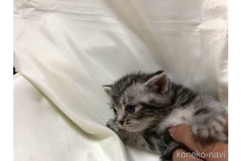 販売中の三重県のアメリカンショートヘア-119518の7枚目