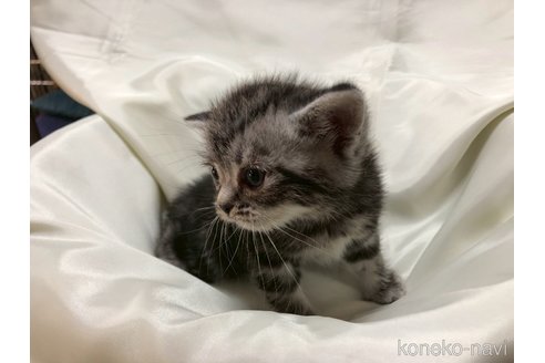販売中の三重県のアメリカンショートヘア-119518の8枚目