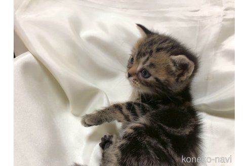 販売中の三重県のアメリカンショートヘア-119519の19枚目