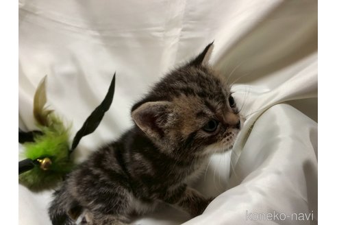 販売中の三重県のアメリカンショートヘア-119519の15枚目
