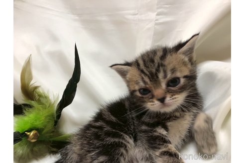 販売中の三重県のアメリカンショートヘア-119519の17枚目