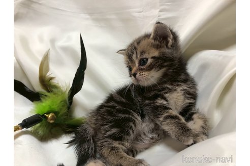 販売中の三重県のアメリカンショートヘア-119519の13枚目