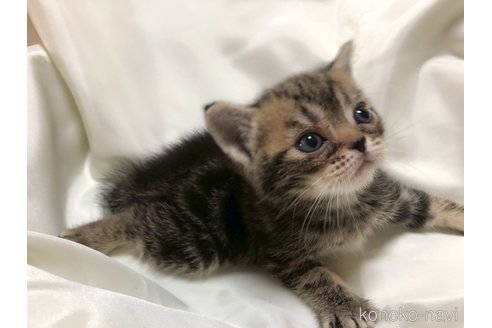 販売中の三重県のアメリカンショートヘア-119519の16枚目