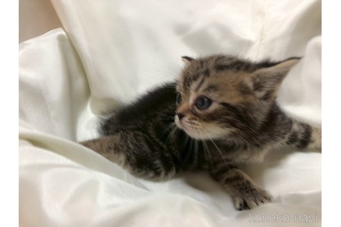 販売中の三重県のアメリカンショートヘア-119519の12枚目