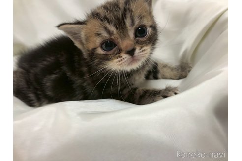 販売中の三重県のアメリカンショートヘア-119519の8枚目