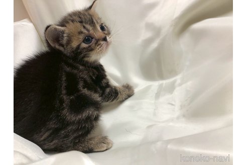 販売中の三重県のアメリカンショートヘア-119519の5枚目