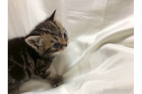 販売中の三重県のアメリカンショートヘア-119519の7枚目
