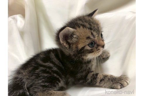 販売中の三重県のアメリカンショートヘア-119519の6枚目