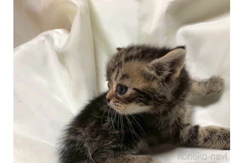 販売中の三重県のアメリカンショートヘア-119519の3枚目