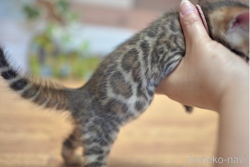 販売中の北海道のベンガル-119521の3枚目