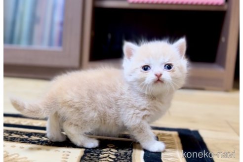 販売中の静岡県のブリティッシュショートヘア-119525の5枚目
