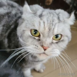 販売中の埼玉県のスコティッシュフォールド-119524の3枚目