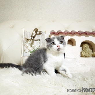 販売中の佐賀県のスコティッシュフォールド-117277