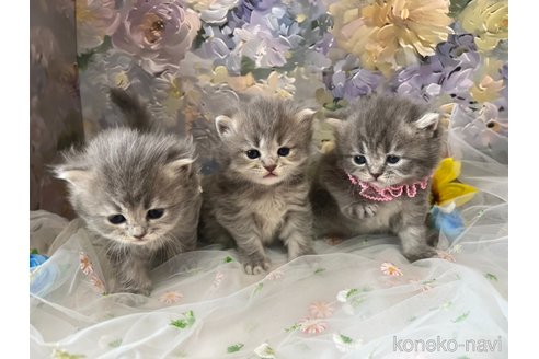 販売中の千葉県のサイベリアン-119527の9枚目